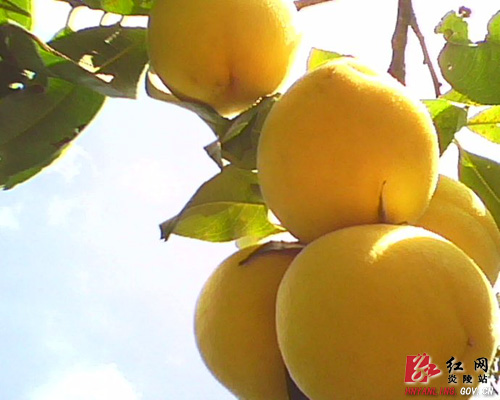 县计生协会助会员群众种水果致富