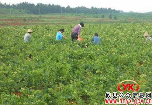 攸县鑫地金银花专业合作社获农业部“全国农民专业合作社示范社”表彰