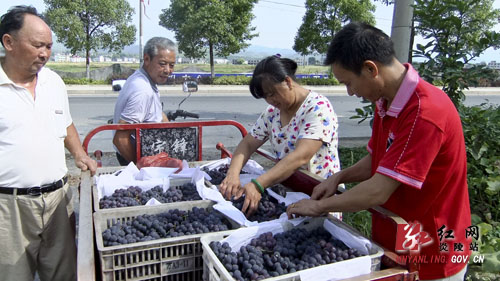 七月伊始葡萄熟 观光园里邀客来