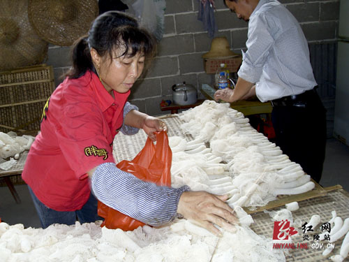 十都镇：百亩竹荪等你采