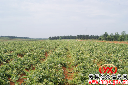 攸县鑫地金银花专业合作社获农业部“全国农民专业合作社示范社”表彰