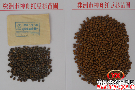 上了“神八”又上 “神九”　攸县红豆杉种子回故里