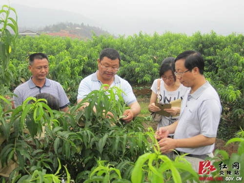 县计生协会助会员群众种水果致富