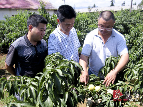 市农业局督查炎陵水果质量安全专项工作