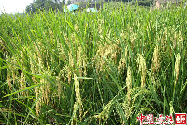 茶陵：34万亩早稻大丰收