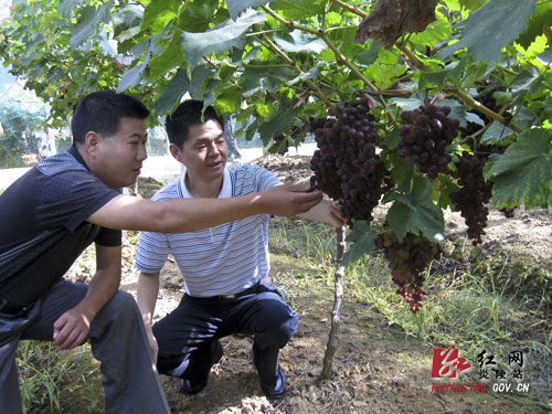 市农业局督查炎陵水果质量安全专项工作