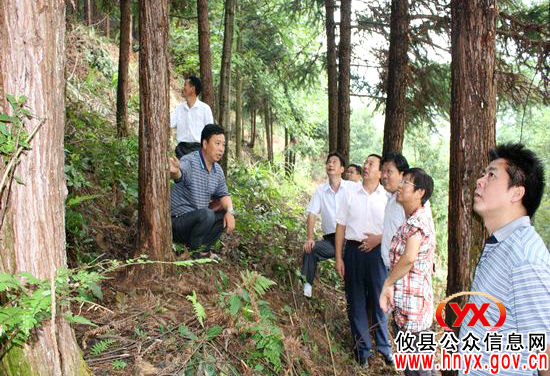 国家林业局专家来攸县调研营造林工作