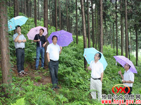 湖南省林业厅专家一行来攸县进行林业项目验收