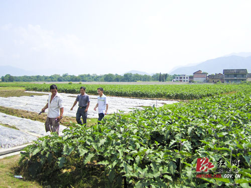 省农科院蔬菜研究所专家来炎调研蔬菜产业