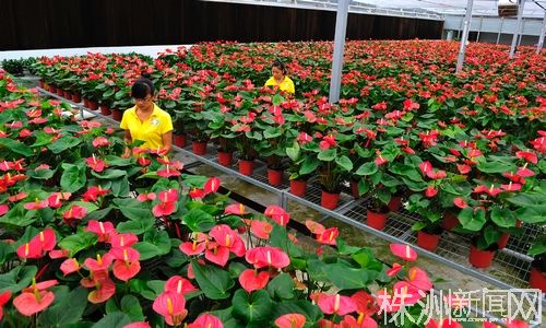 云龙示范区云田镇:株洲西伯利亚变美丽花海/图