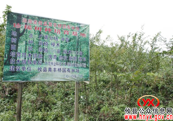 攸县培育珍稀树种近万亩