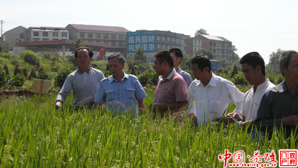 茶陵水稻新品种试验示范工作结出“新果”