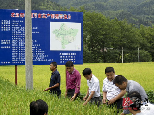 炎陵县万亩中稻高产创建现场观摩会在十都举行