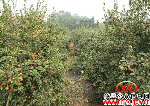 陈运发深入桃水镇调研油茶产业建设情况