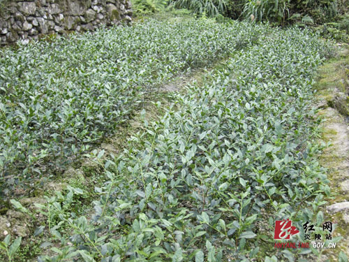炎陵县加快发展名优茶产业