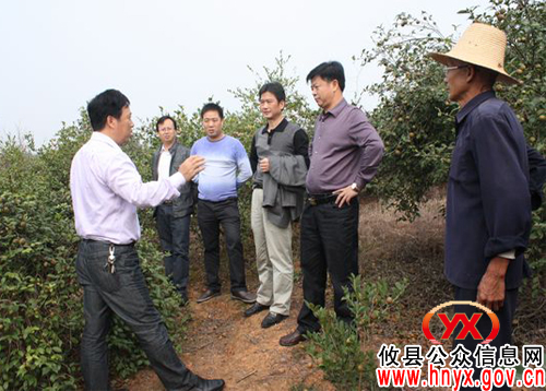 陈运发深入桃水镇调研油茶产业建设情况