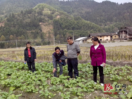 油菜种植新问题 农业专家田间破解