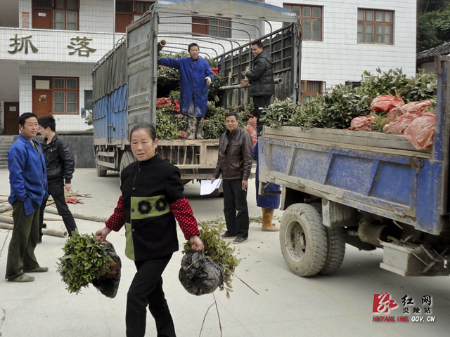 船形乡掀起茶叶种植新高潮