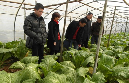 区农村工作局制定“打造万亩绿色食品生产基地”计划