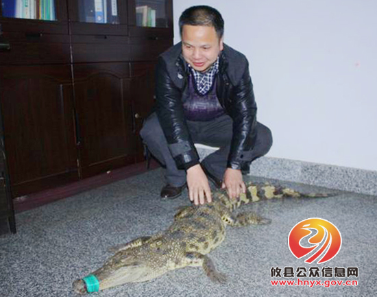 攸县林业局缴获鳄鱼一条