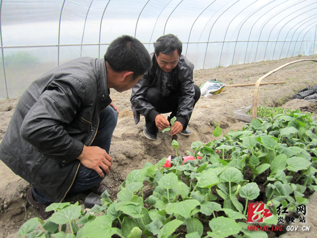 县农艺专家送技术到地头