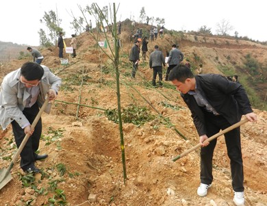 区城建局积极参加植树活动