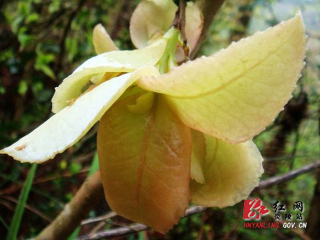 下乡能赏花踏青吃野果 是一种美好的享受
