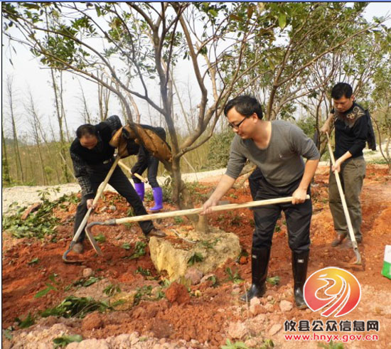 县商务局机关干部参加义务植树造林