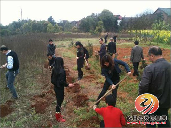 大同桥镇组织全体机关干部参加义务植树活动