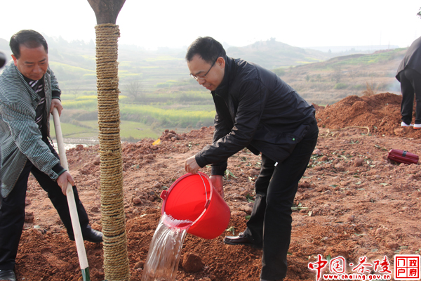茶陵今年将义务植树100万棵