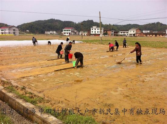 株洲县早稻集中育秧工作全面展开