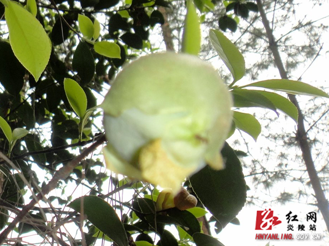 下乡能赏花踏青吃野果 是一种美好的享受