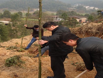 芦淞环卫参加义务植树活动