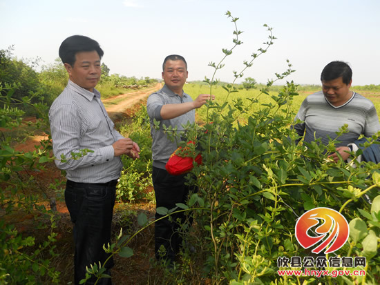 陈运发调研鑫地金银花合作社