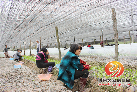 槚山乡种植苗木2000亩　年产值过亿