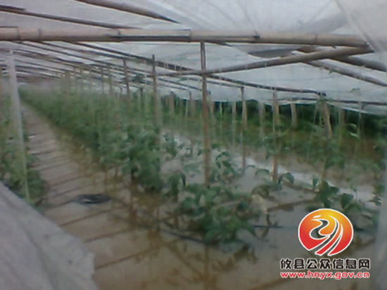 攸县经管局深入村社察看灾情