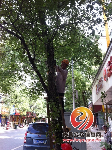 攸县市政园林管理处：修剪树木，防虫又美容