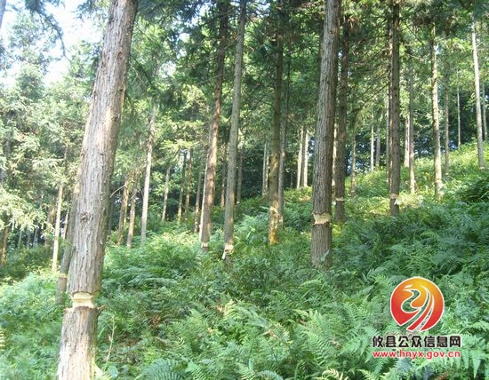 攸县森林公安局侦破一起破坏生产经营案