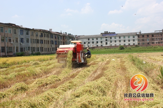 槚山乡：农忙“双抢”， 热火朝天