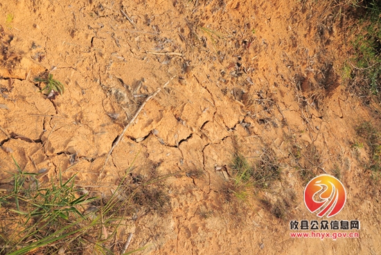 面对持续干旱，酒埠江镇政府积极组织村民抗旱