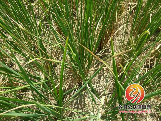 黄丰桥镇组织机关干部下村开展抗旱工作