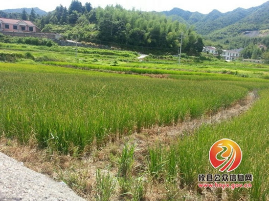 黄丰桥镇组织机关干部下村开展抗旱工作