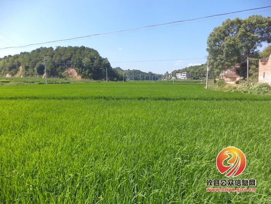 因修一座水库 茂了半村禾苗