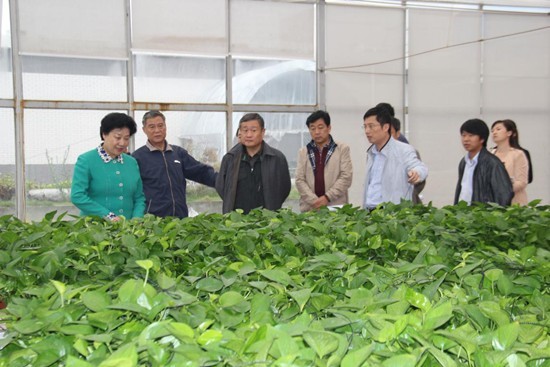 山东泰安市政协白玉翠主席一行来云龙示范区考察