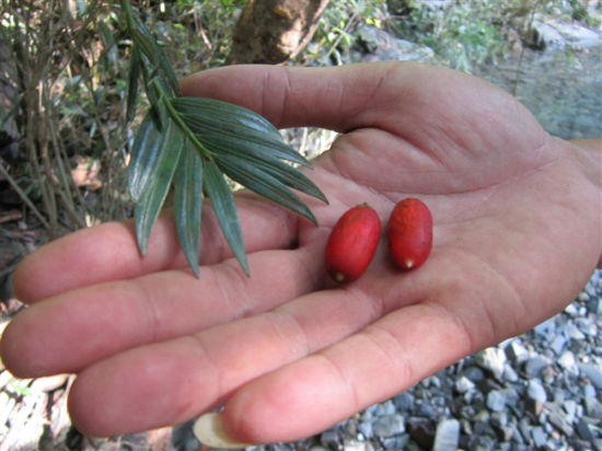 炎陵首次发现穗花杉原生群落 有“冰川元老”之称