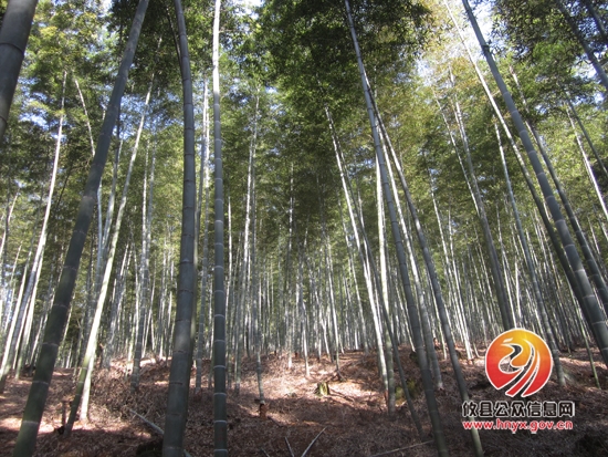 莲塘坳下田村：楠竹撑起“一片天”