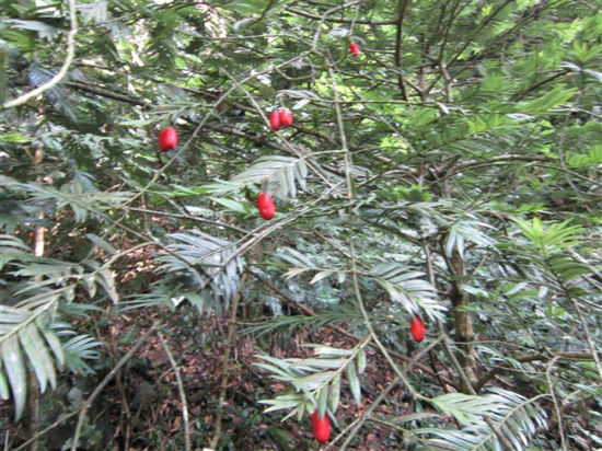 炎陵首次发现穗花杉原生群落 有“冰川元老”之称