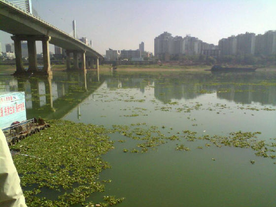 区水利局大力治理湘江“绿色水患”