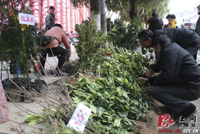 天气放晴 炎陵苗木市场不断升温