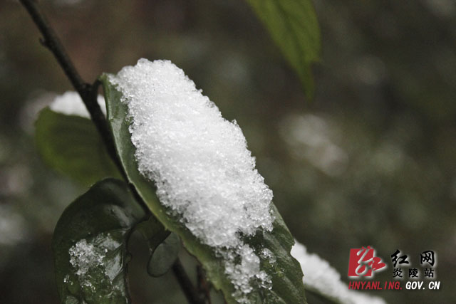 炎陵雪景（组图）
